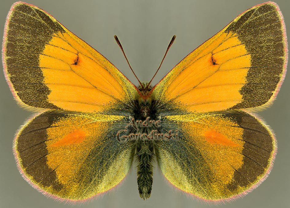 http://www.gorodinski.ru/pieridae/Colias stoliczkana  m.jpg
